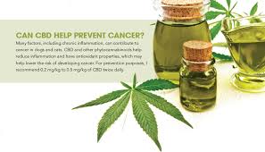 How does cbd work and how can it help your cat? How Cannabis Benefits Dogs And Cats With Cancer Animal Wellness Magazine