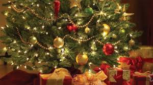 In momentul in care trebuie sa isi cumpere bradul de craciun, oamenii au doua posibilitati, si anume: Brazi Naturali De Diverse Dimensiuni Si PreÅ£uri Sunt Expusi Spre Vanzare Canal3 Md