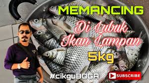 Kursus pembenihan lampam krai upmподробнее. Mancing Ikan Lampam Lubuk Lampam Terbaik Mancing Lampam Tawes Dapat 5 Kilogram Youtube
