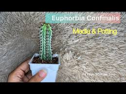 Image result for Euphorbia confinalis
