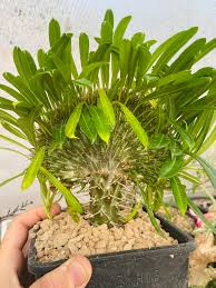 Image result for Ceropegia conrathii