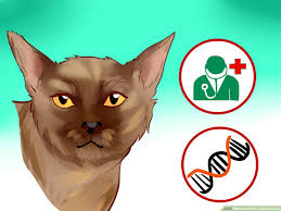 Located in the south eastern suburbs of melbourne, victoria. How To Identify A Burmese Cat 12 Steps With Pictures Wikihow