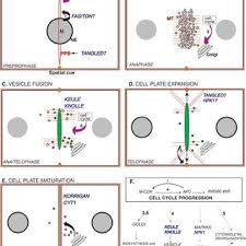 This extracellular structure is responsible for helping give plants their plant cells have walls, so cytokinesis cannot proceed with a cleavage furrow. Pdf Plant Cytokinesis Exploring The Links