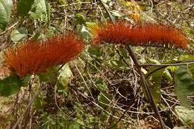 Image result for Strephonema