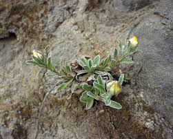 Image result for Helichrysum aureum