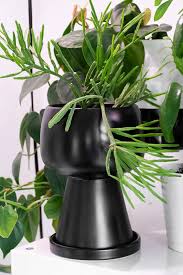 With no other major fishbone cactus problems, and easy to maintain, one might still wonder if fishbone cactus is harmful to animals.but one can rest assured that it is quite a safe plant and if one has pets, they need not worry. 16 Non Toxic Plants For Cats To Add To Your Houseplant Collection Now