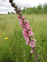 Nelsons Checkermallow Oda 460 Jpg Plants Native Plants Wild Flowers