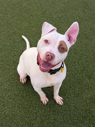 Teal is one part cuddlebug, one part goofball, and fully adorable!  Basically, she is the full roly-poly package. As one volunteer put it, she  steals kisses and hearts. This photogenic goofball is