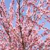 Scarica questa immagine gratuita di albero fiorito fiori bianchi dalla vasta libreria di pixabay di immagini e video di pubblico dominio. Https Encrypted Tbn0 Gstatic Com Images Q Tbn And9gcsygwdfrczyc9fxbqib9buicv7kltdhsicrakuafrt7qfefb26g Usqp Cau