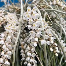 Image result for Microcoelia stolzii