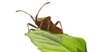 The answer to this is similar to the question above. Stink Bugs Pest Control In Central Indiana Freedom Pest Control