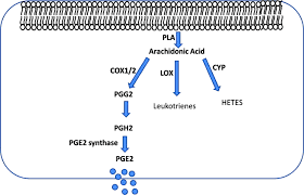Doordat ze een remmende werking hebben op de synthese van prostaglandines wordt het effect van deze prostaglandines op de glomeruli in de nier (het openzetten van de bloedaanvoerende arteriole tegengegaan. Role Of Prostaglandin E2 In Allogeneic Mesenchymal Stem Cell Therapy For Cardiac Repair