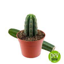We did not find results for: San Pedro Kaktus Wachst Schnell Und Ist Reich An Mescalin