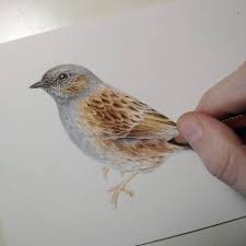 Details Bird Animal Mixedmedia Illustration Animalillustrations Nature Naturalistic Handmade Fabriano E Bird Illustration Animal Illustration Bird