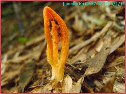 Image result for Pseudocolus schellenbergiae