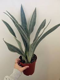 Image result for Sansevieria metallica