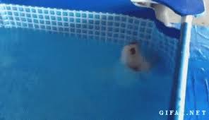 French fries fries brunch dumb eating. Animal Gifs Daily