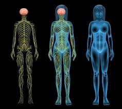 The nervous system is a complex collection of nerves and specialized cells known as neurons that transmit signals between different parts of the body. An Overview Of Your Nervous System The Body S Master Controller Motherhood Community