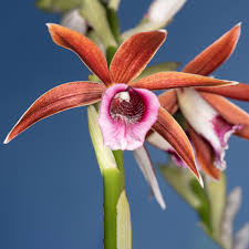 Image result for Phaius occidentalis
