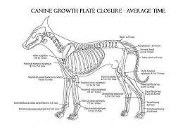 Spaying And Neutering What Vets Dont Tell You