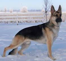 Find your perfect german shepherd puppy for sale and you'll be welcoming an incredible character into your home. German Shepherd Breeders Mn Petsidi