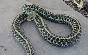 Black And White Checkered Snake Texas Alonzo Who Despite The Name Given By A Former Owner Turned Out To Be A Female Beautiful Florida Blue Stripe Garter Colorful Snakes Florida Blue Snake