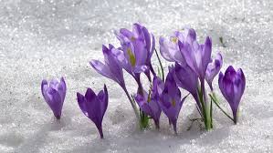 Pakistan florist for colourful flowers and flower delivery available at attractive prices. Winter Flowers 7 Best Flowers To Plant Send Fresh Flowers Online Flower Delivery In Pakistan The Flower Studio