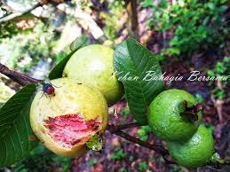 Setelah Berpengalaman Menanam Dan Menjaga Pokok Pokok Buah Buahan Berpuluh Tahun Big Boss Kebun Bahagia Bersama Selalu Pesan Poko Ecology Old World Old Things