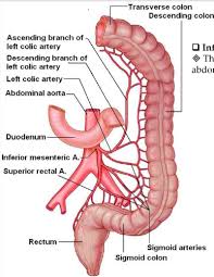 The uml class diagram is a graphical notation used to construct and visualize object oriented systems. Arteries And Veins Of The Gut Flashcards Quizlet