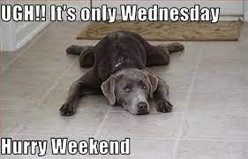 Wednesday Dog Quotes Quotesgram Morning Quotes Funny Wednesday Humor Sunday Quotes Funny