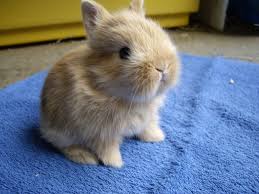 Das ist wichtig, damit in der freien natur schnell genug für nachkommen gesorgt werden kann. Echte Minis Zwergkaninchen Farbenzwerge Lowenkopfchen Und Reine Satins Vom Hob Kaninchen