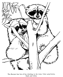 Maybe you would like to learn more about one of these? Coloring Page Of A Raccoon Coloring Home