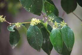 Image result for Cassipourea