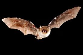 Insect control costs an average of $176 with a typical range between $111 and $261. Bat Control Bat Proofing Bat Removal Service Master Durban