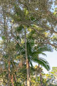 Maybe you would like to learn more about one of these? Archontophoenix Cunninghamiana Illawarra Illawarra King Palm Hardy King Palm Buy Seeds At Rarepalmseeds Com