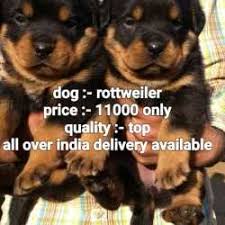 K k pet shop photos indirapuram delhi pictures images gallery. Top 10 Pet Shops In Bardhaman Best Pet Store Suppliers Justdial