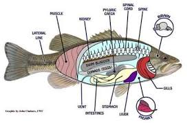 Internal Anatomy Of A Fish Fish Anatomy One Fish Two Fish Red Fish Blue Fish