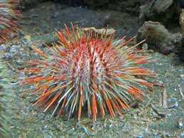 Image result for Athroisma gracile