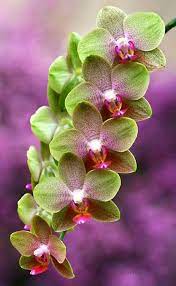 Sign In Orchid Flower Orchid Seeds Flower Seeds