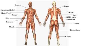 Shoulder & chest muscles, upper & lower back muscles and leg quads and hamstring muscles. The Massive Muscle Anatomy And Body Building Guide You Always Wanted Thehealthsite Com