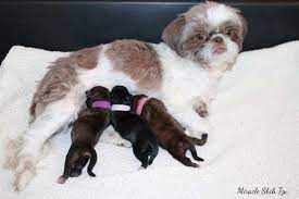 Overivew Of Puppy Development
