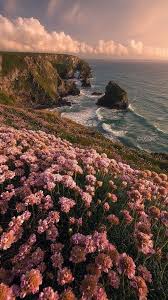 50 Beautiful Flower Wallpapers For Iphone Free Download In 2020 Nature Aesthetic Beautiful Flowers Wallpapers T Wallpaper