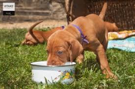 Puppies are usually weaned off of their mother's milk at six to seven weeks, and by eight weeks most puppies are ready to go home with a family. Vitake Tradition How To Wean Puppy Dogs