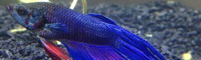 Swim Bladder Disorder Bettaboxx