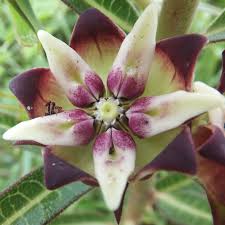 Image result for Asclepias albens