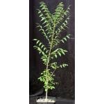 Image result for Kirkia acuminata
