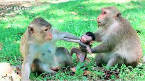 Big Monkey Bully Mom By Drag Baby Sp 22 Baby Monkey Cute Monkey Monkey
