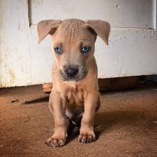 pitbull airedale mix puppies pitbulls animals