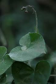 Image result for Pergularia daemia