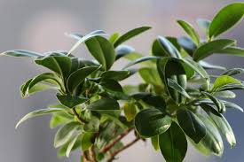 Image result for Ficus